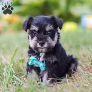 Preston, Miniature Schnauzer Puppy